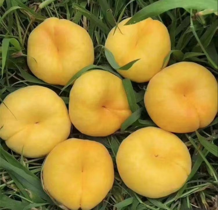 不同冬桃品种果实对比图