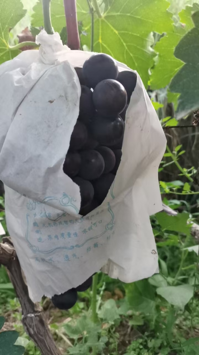 精品套袋甬优葡萄大量上市