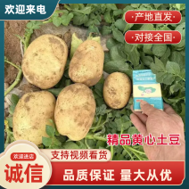 【推荐】精品土豆产地直发全国发货诚信经营欢迎咨询