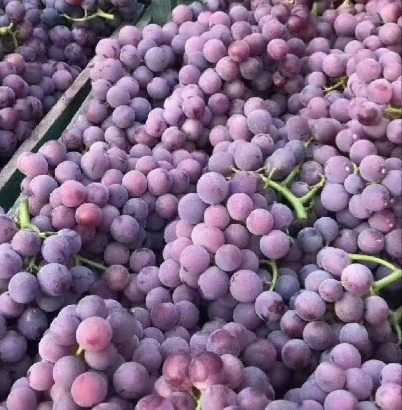 【推荐】河北巨峰葡萄供应市场商超电商量大价优