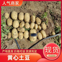 精品土豆内蒙古黄心土豆量大从优质量保证欢迎咨询