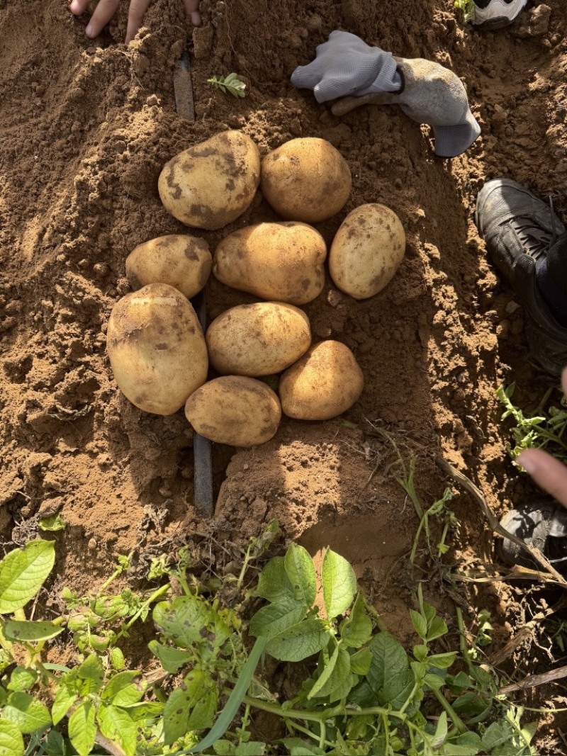 精品土豆内蒙古黄心土豆量大从优质量保证欢迎咨询