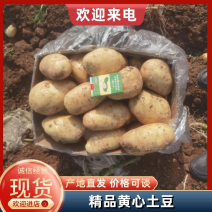 【实力】内蒙沃土5号黄皮黄心土豆万亩种植基地大量供应商超