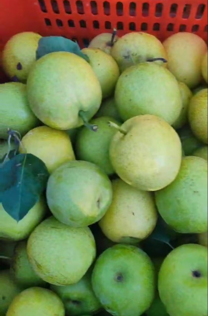 【推荐】河北皇冠梨供应市场商超电商量大价优