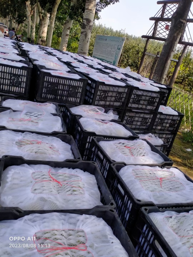 【推荐】河北皇冠梨供应市场商超电商量大价优