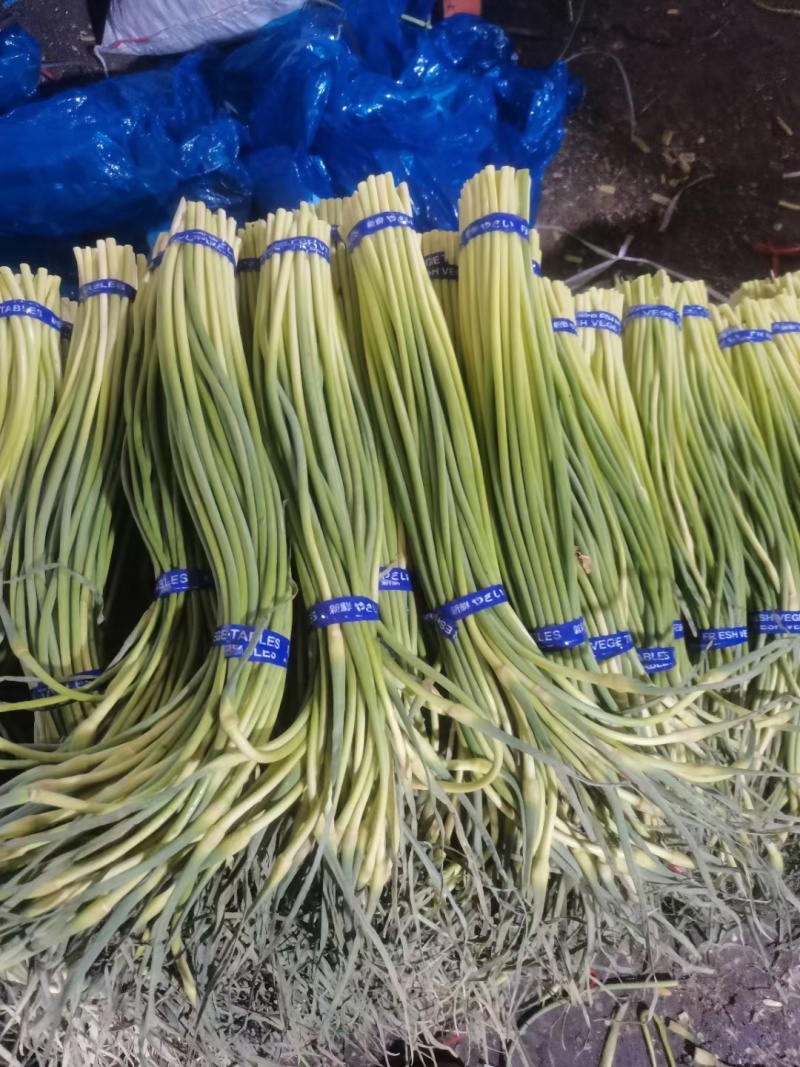 山东金乡红帽蒜苔