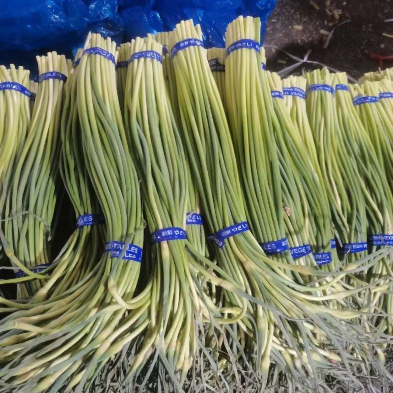 蒜苔，金乡红帽蒜苔