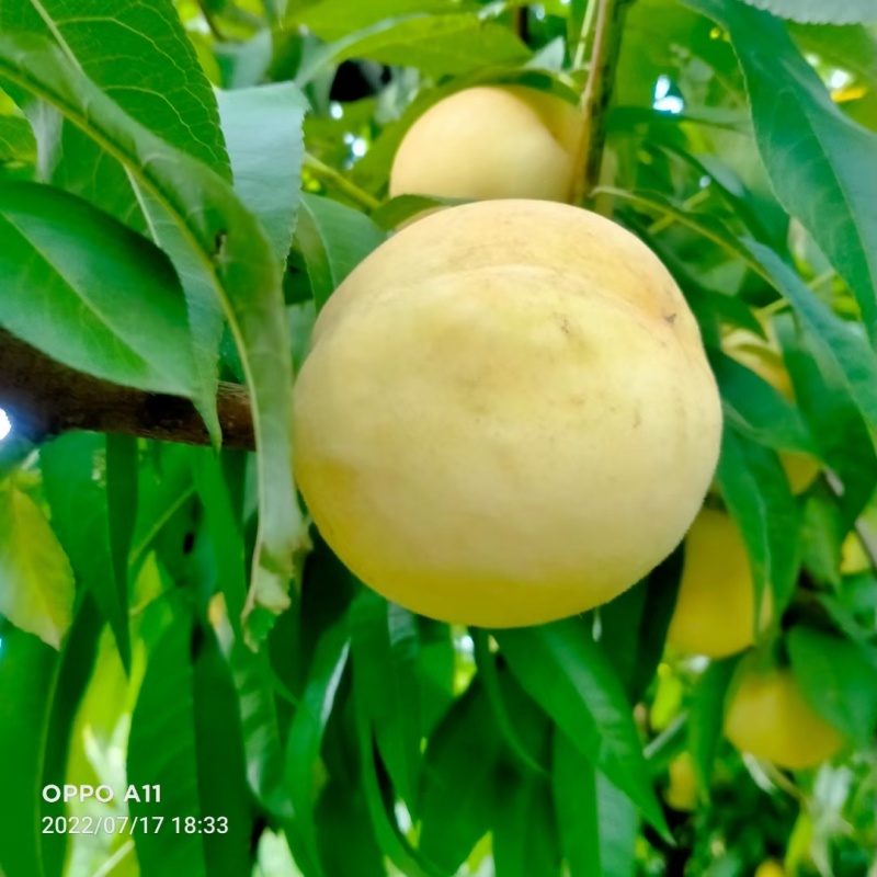 【推荐】河北青桃罐头桃供应市场商超电商量大价优