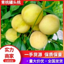 【推荐】河北青桃罐头桃供应市场商超电商量大价优