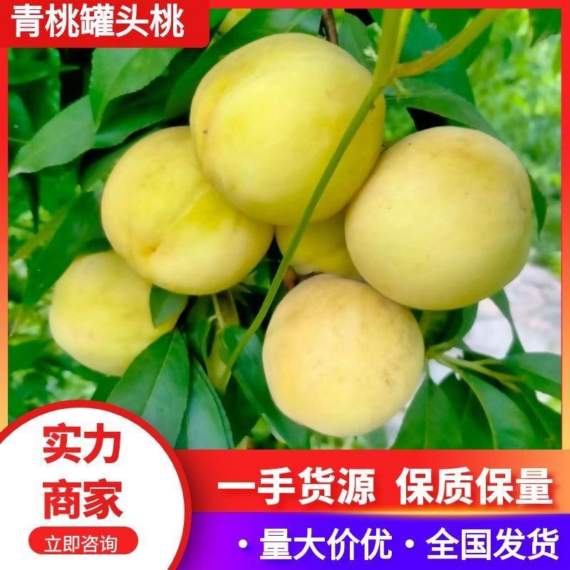 【推荐】河北青桃罐头桃供应市场商超电商量大价优