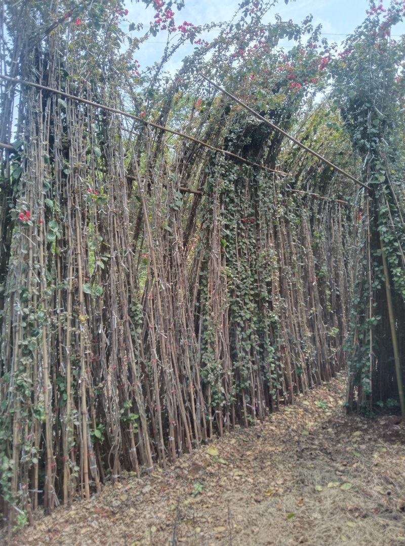 红花三角梅多枝藤蔓球形树桩三角梅品质优良带土出售量大从优