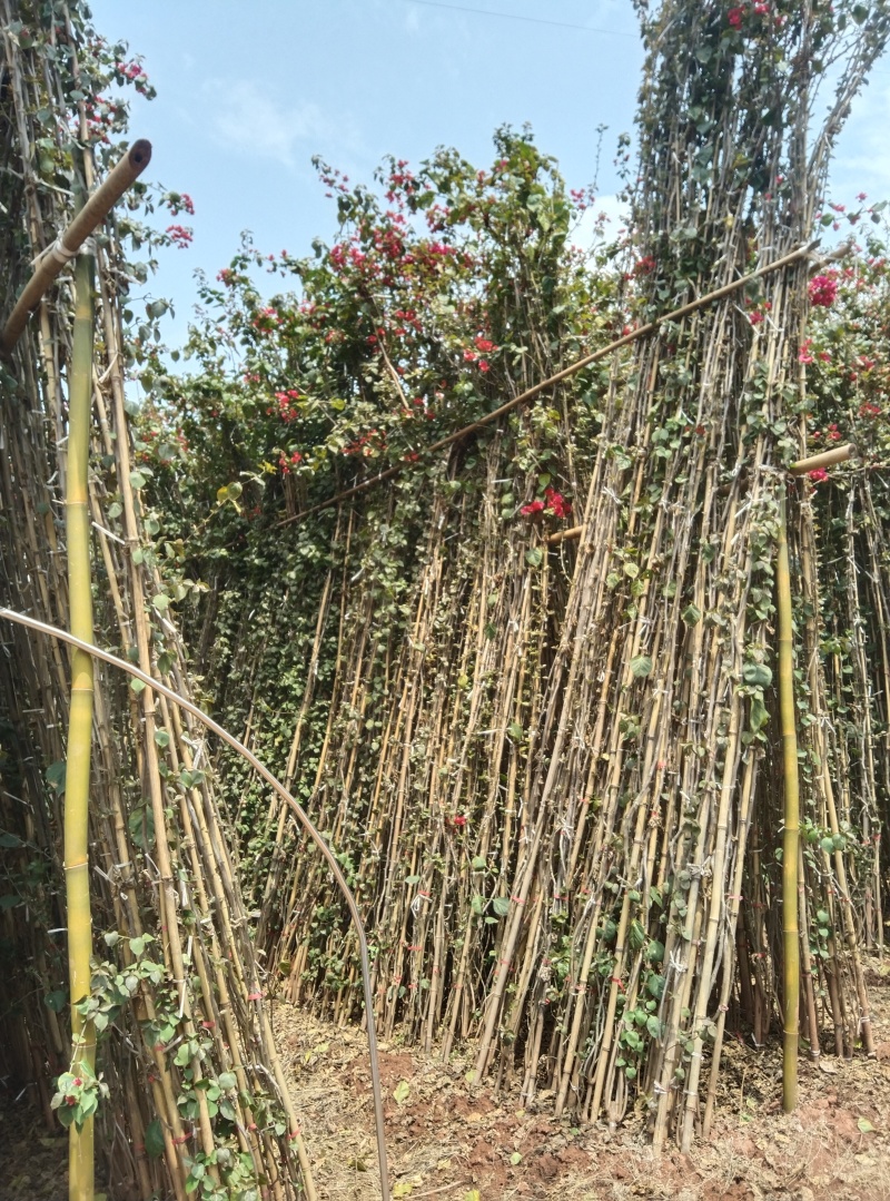 红花三角梅多枝藤蔓球形树桩三角梅品质优良带土出售量大从优