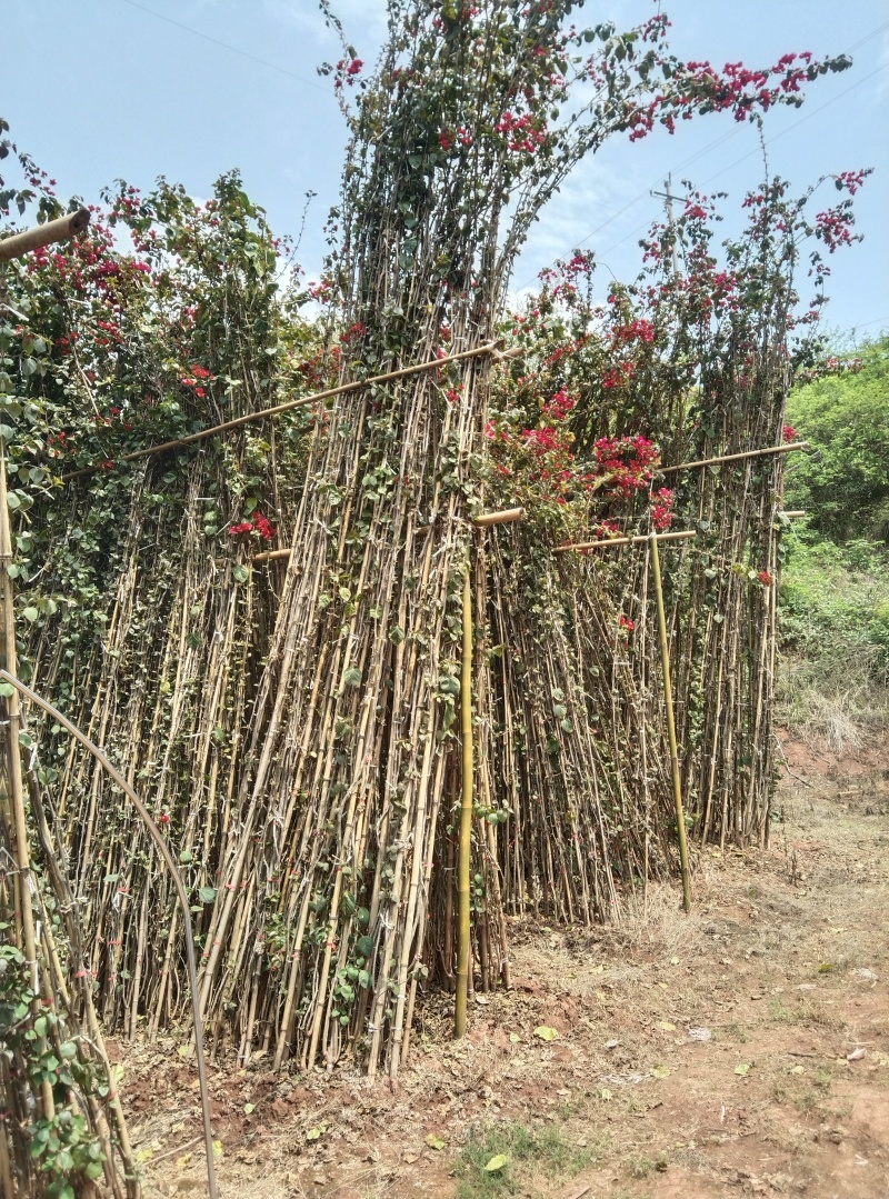 红花三角梅多枝藤蔓球形树桩三角梅品质优良带土出售量大从优