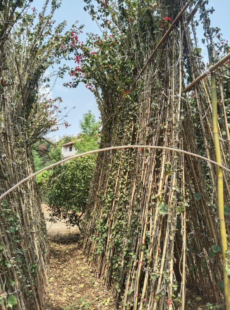 红花三角梅多枝藤蔓球形树桩三角梅品质优良带土出售量大从优
