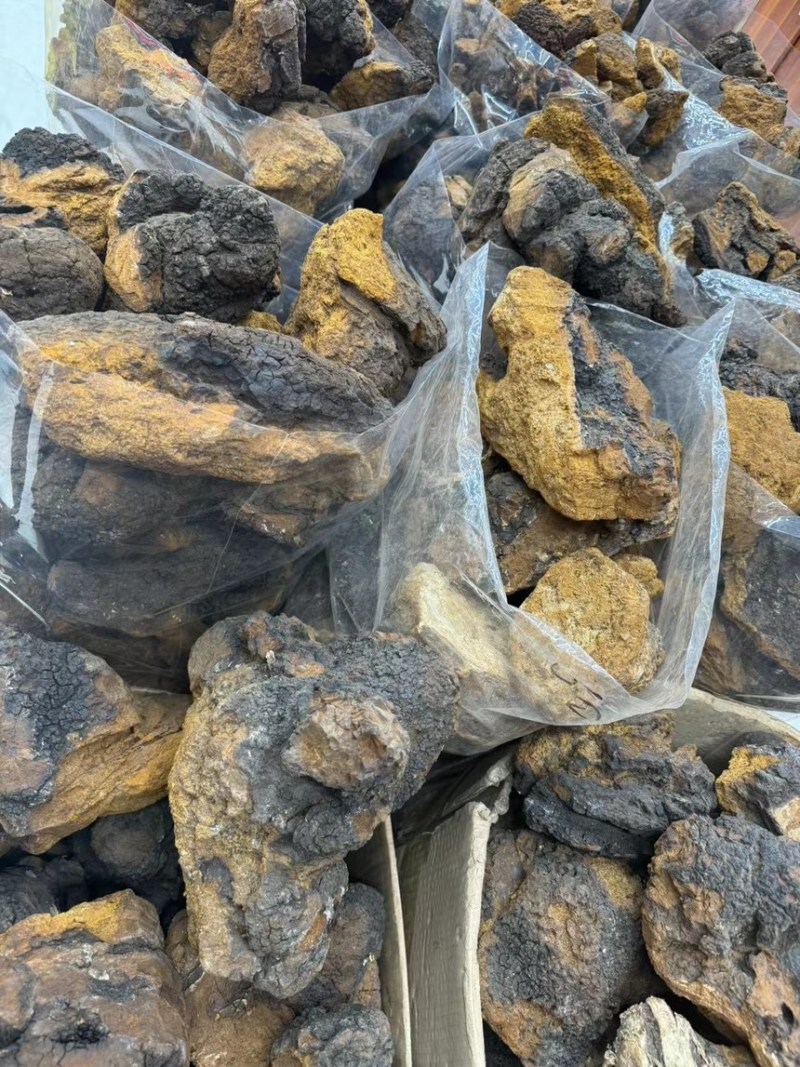 野生桦树茸（俄罗斯进口货）