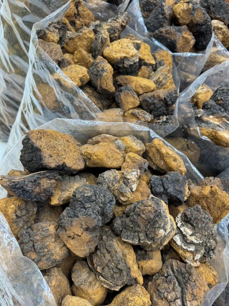 野生桦树茸（俄罗斯进口货）