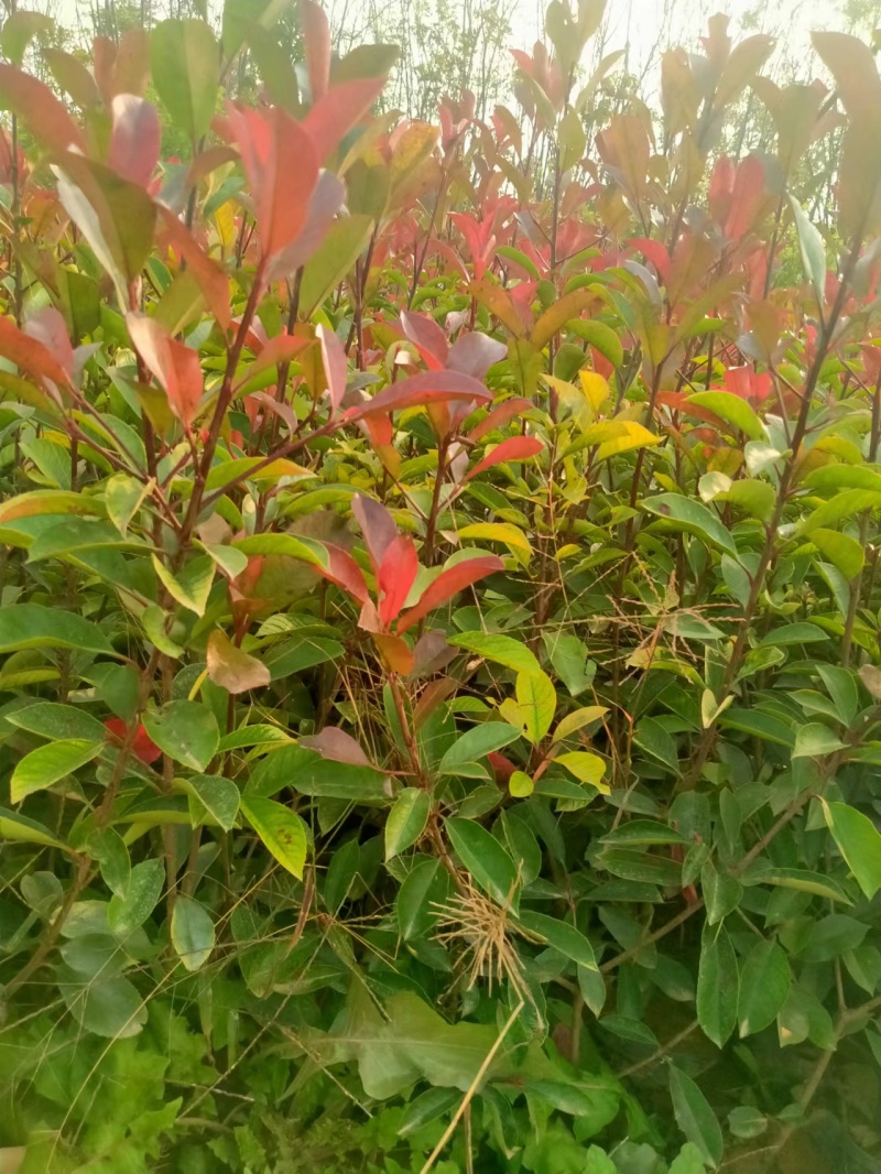 红叶石楠杯苗