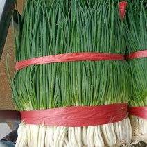 云南小葱大量有货