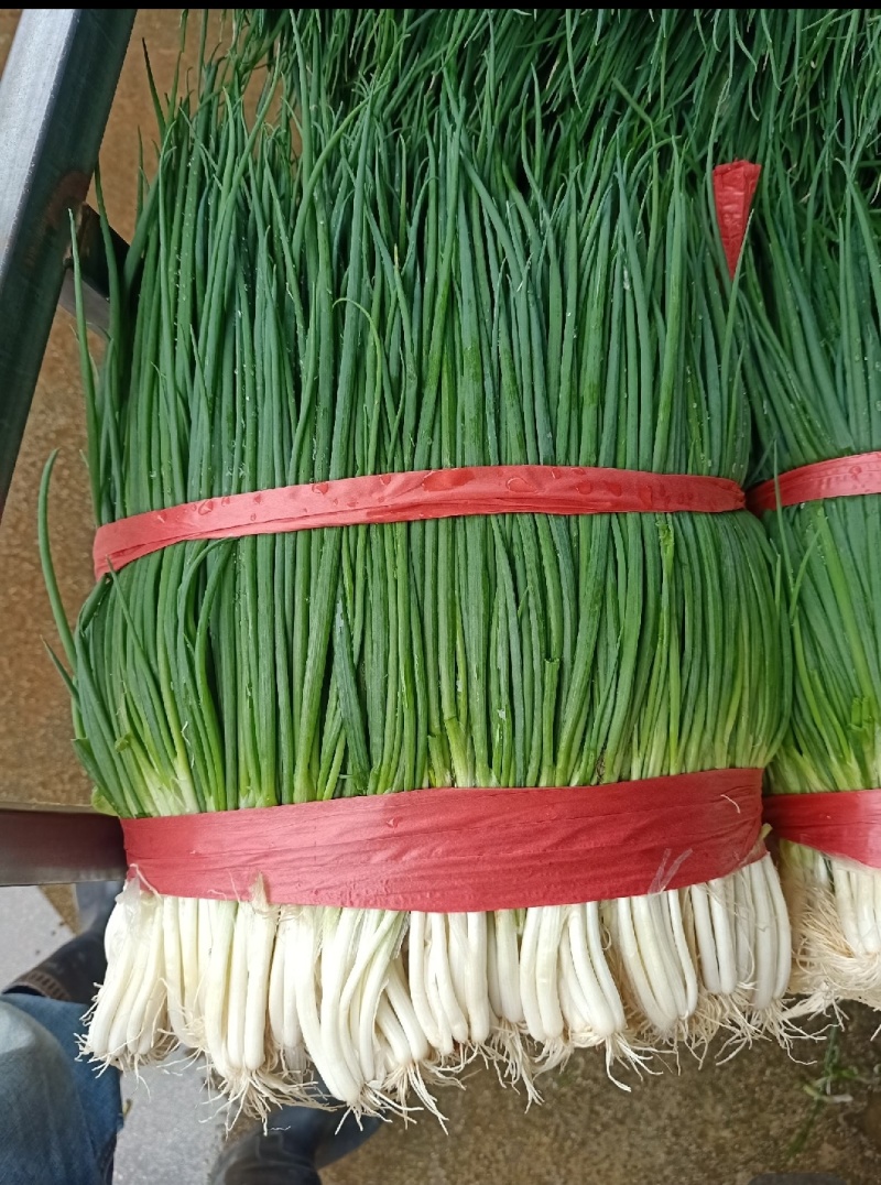 云南小葱大量有货