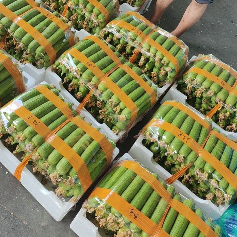 本地油皮丝瓜大量有货