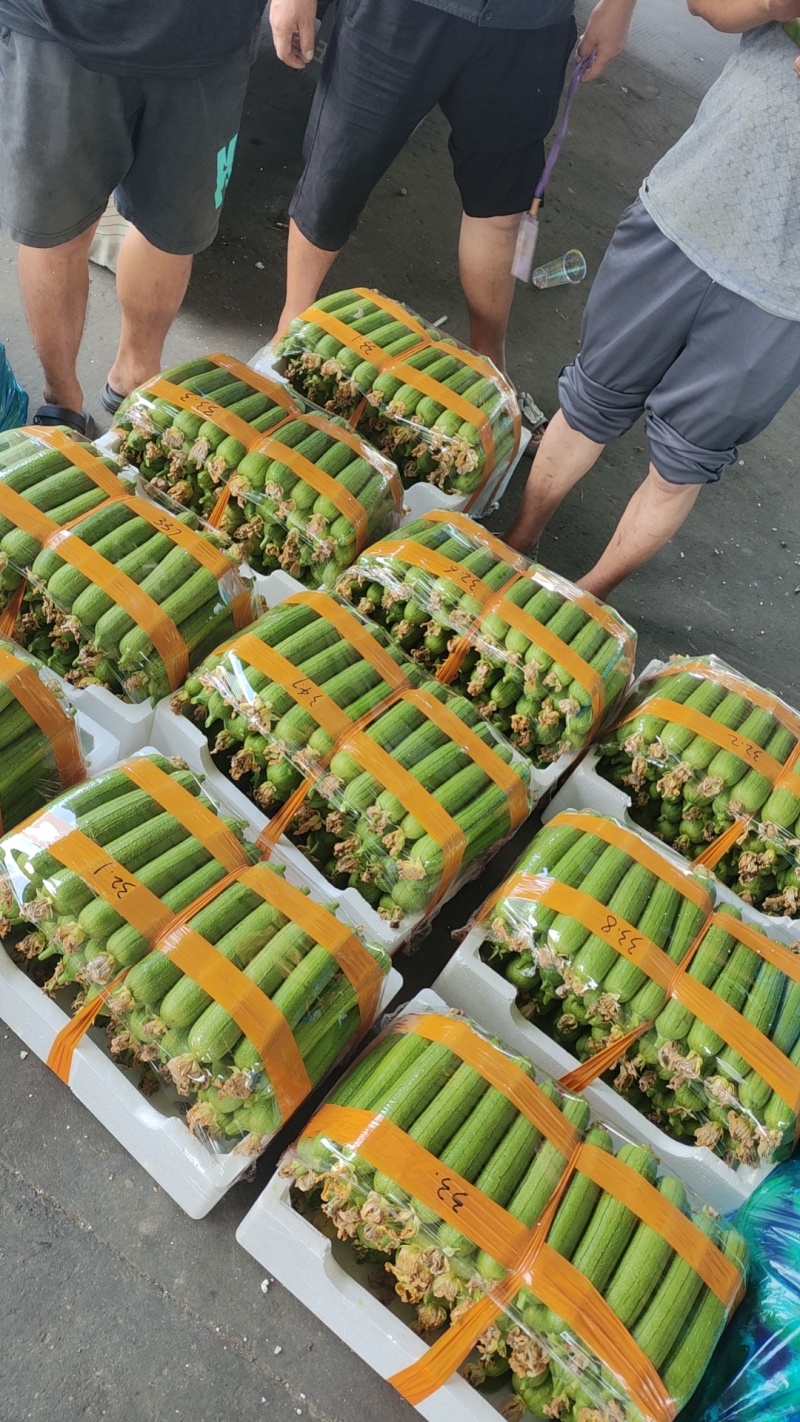 本地油皮丝瓜大量有货