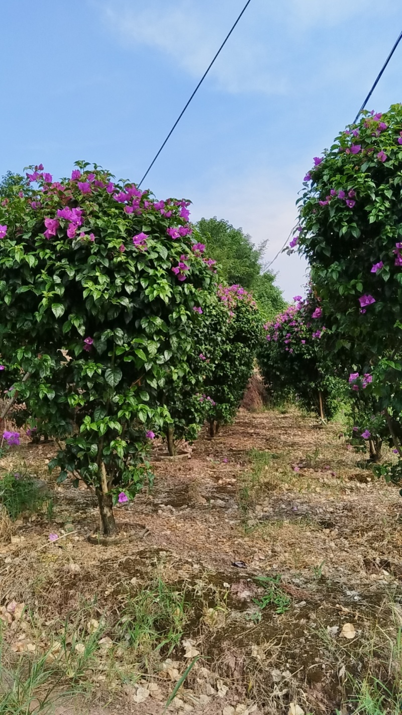 紫花三角梅精球，基地直发，量大从优，对接市政绿化工程，