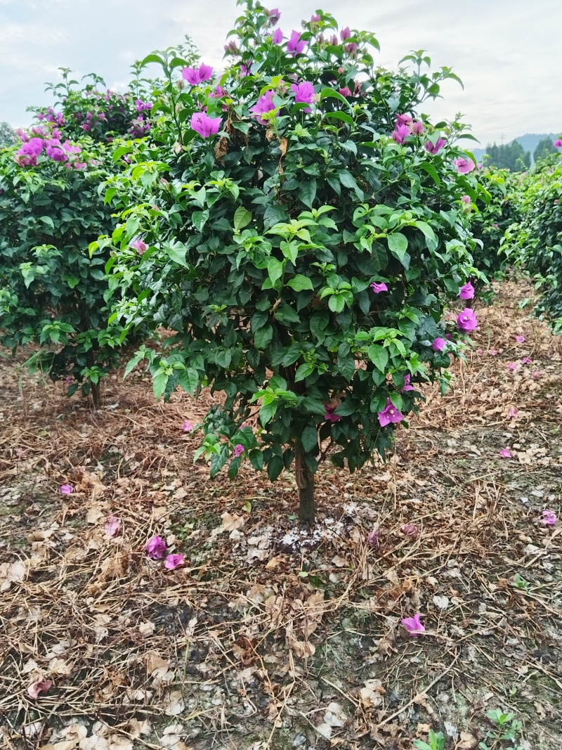 紫花三角梅精球，基地直发，量大从优，对接市政绿化工程，