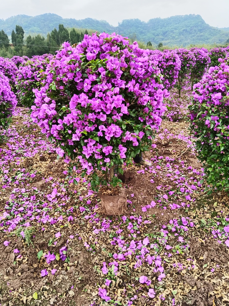 紫花三角梅精球，基地直发，量大从优，对接市政绿化工程，