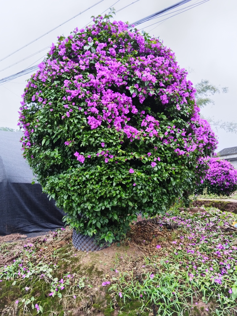 紫花三角梅精球，基地直发，量大从优，对接市政绿化工程，