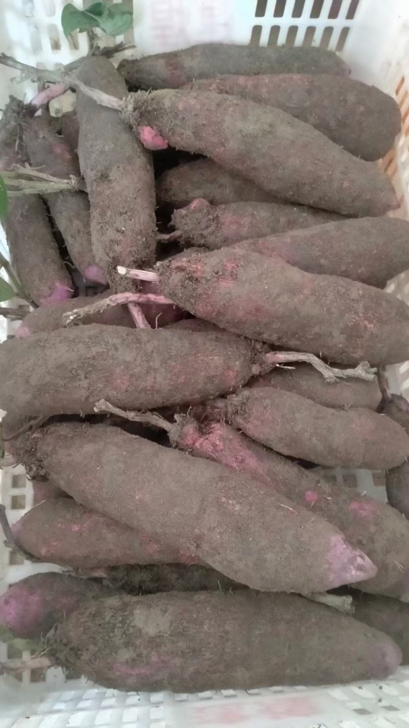 三百山紫山药一件代发，自产自销，农肥种植，欢迎您的咨询