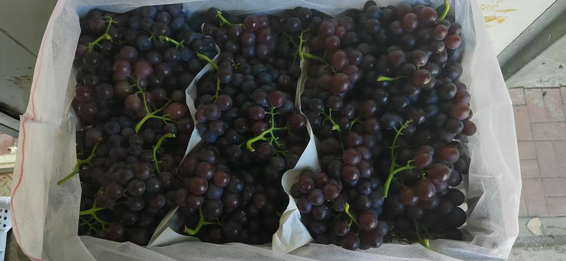 玫瑰香葡萄果实特写