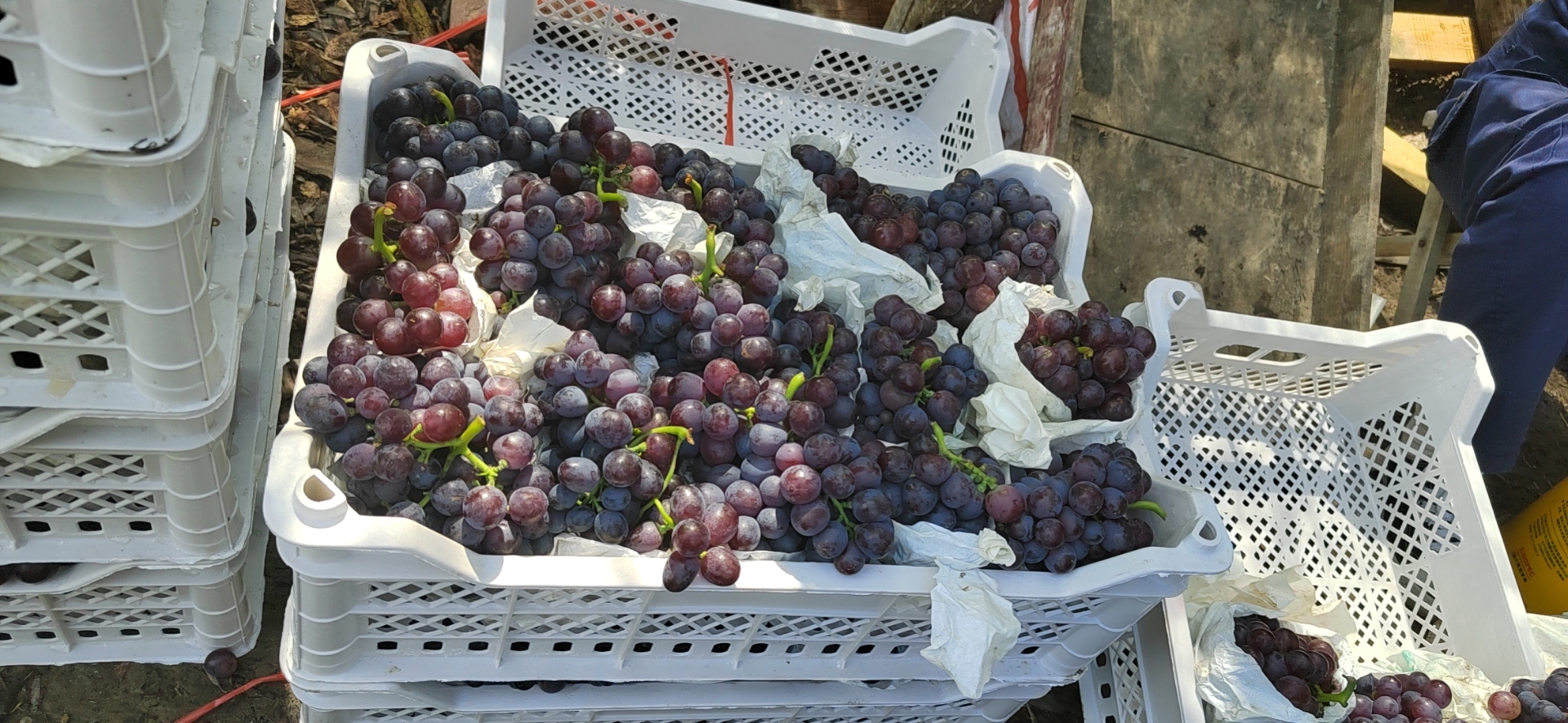 青提葡萄冷藏保存示意图