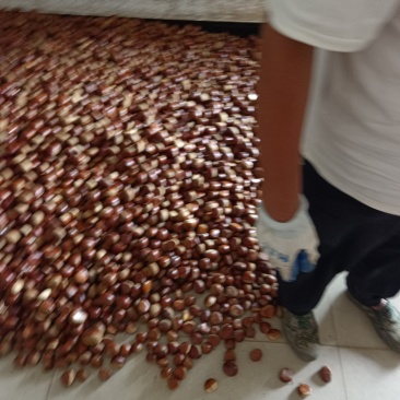 邳州市油栗大量上市有要货的联系