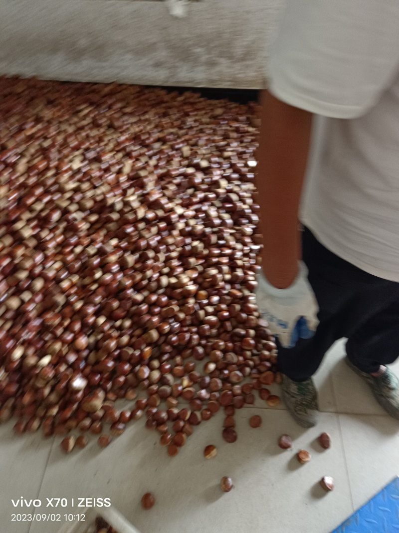 邳州市油栗大量上市有要货的联系