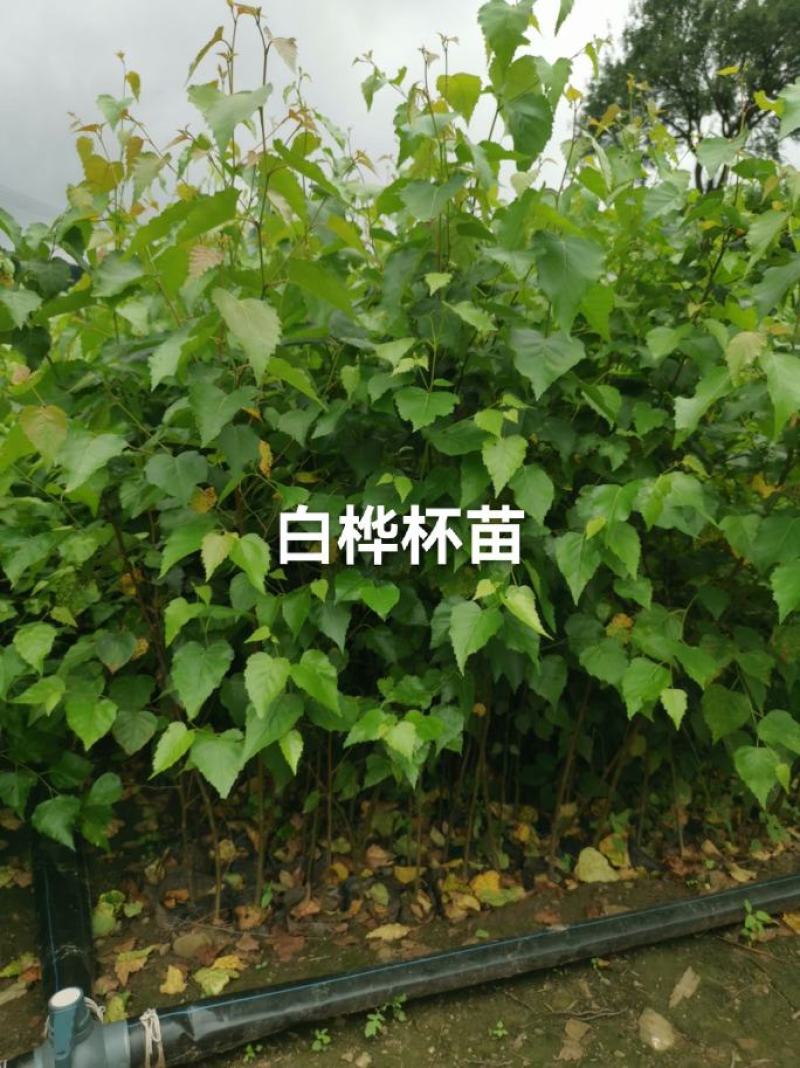 白桦树苗，大小规格都有10X15杯白桦树苗产地直销