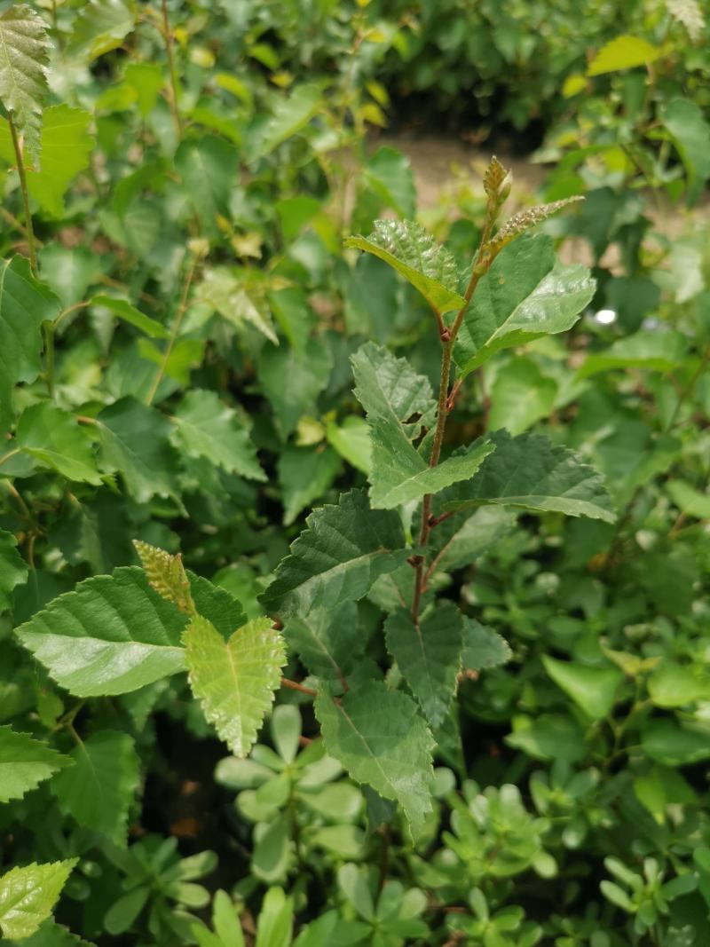 白桦树苗，大小规格都有10X15杯白桦树苗产地直销
