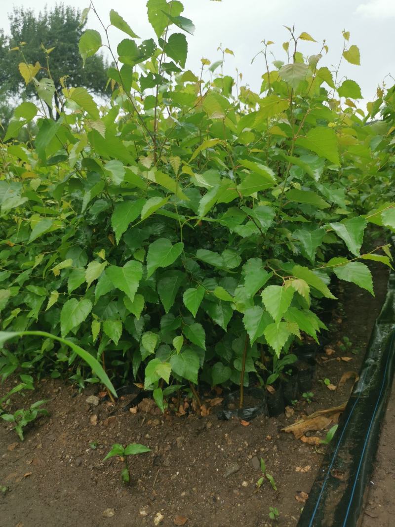 白桦树苗，大小规格都有10X15杯白桦树苗产地直销