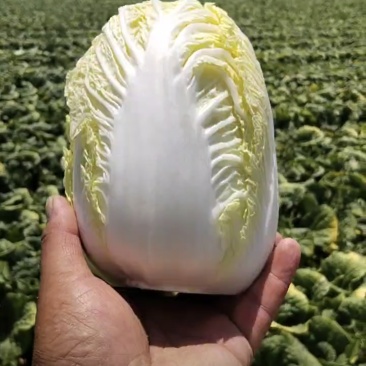 好货