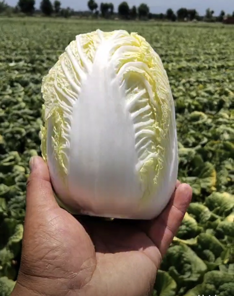 好货