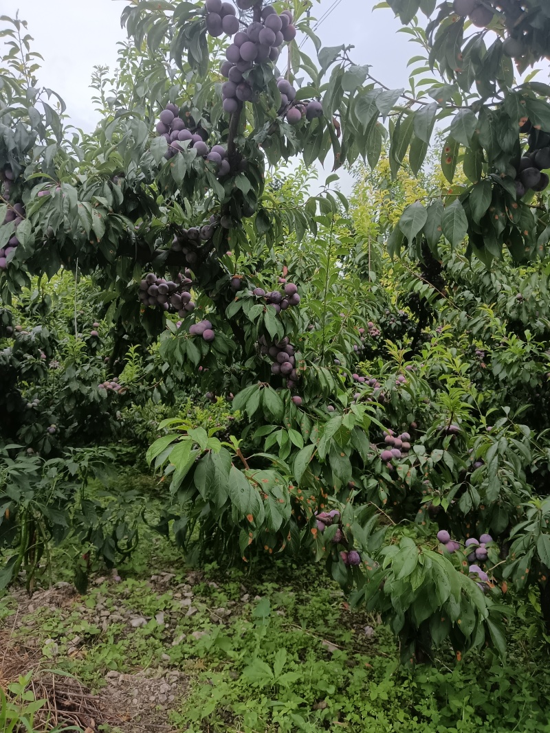 脆红李