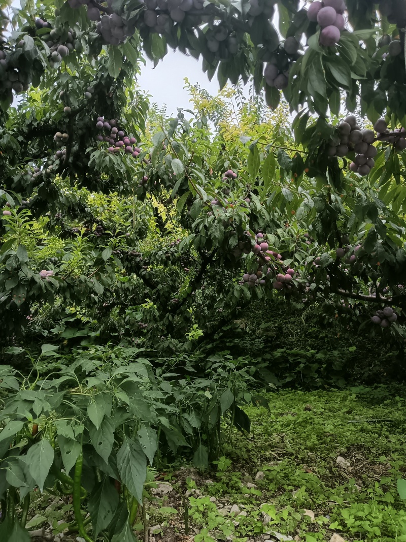 脆红李