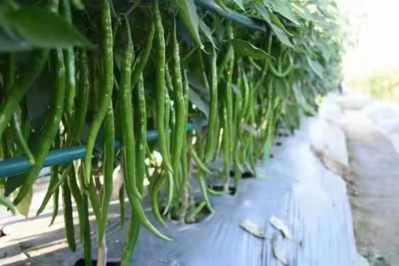 红色小米椒种植基地