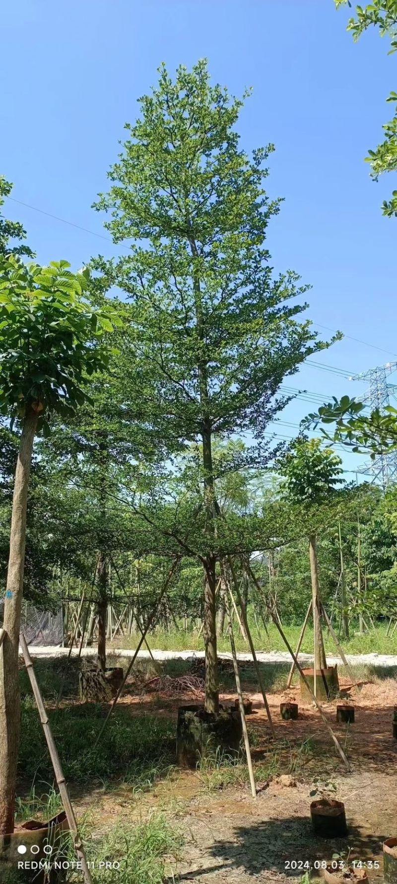 全冠小叶榄仁树8～15公分产地直发规格齐全质量保证