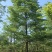 全冠小叶榄仁树8～15公分产地直发规格齐全质量保证
