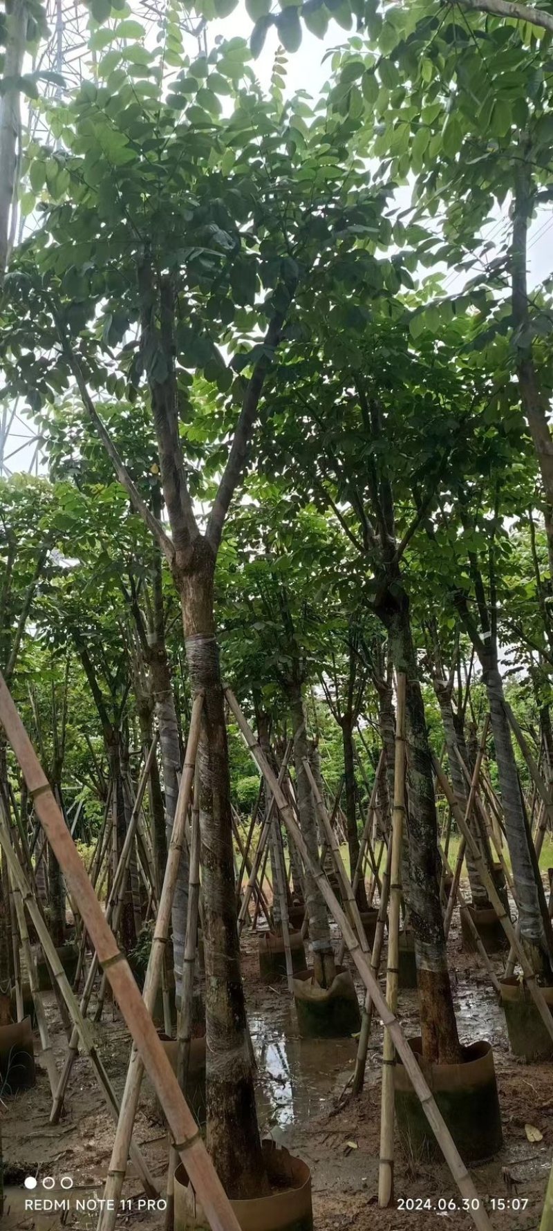 骨架大叶紫薇10～20公分产地直发规格齐全质量保证