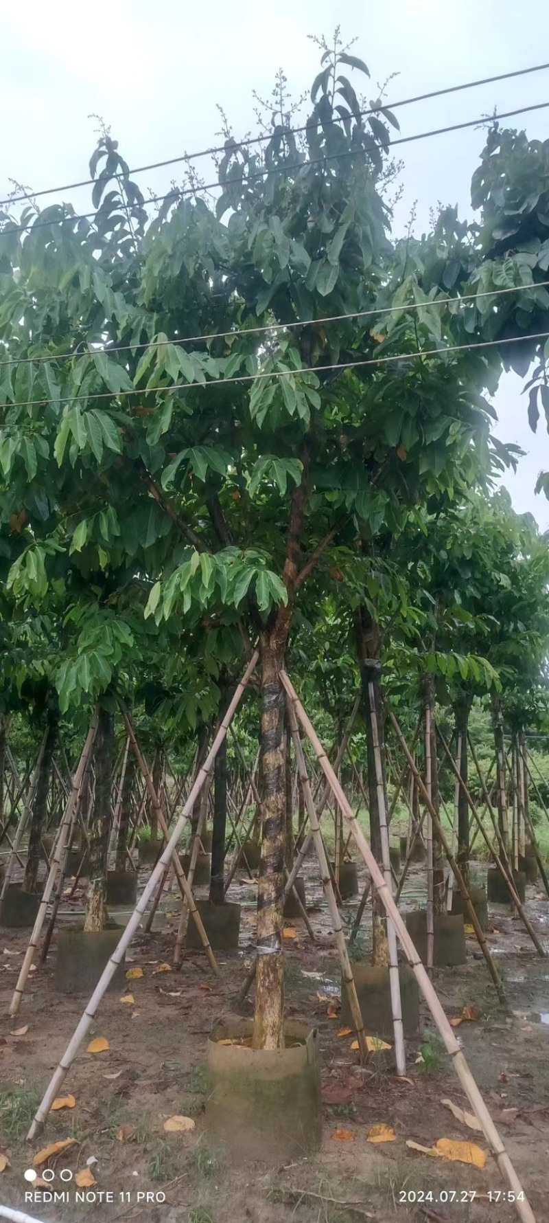 骨架大叶紫薇10～20公分产地直发规格齐全质量保证