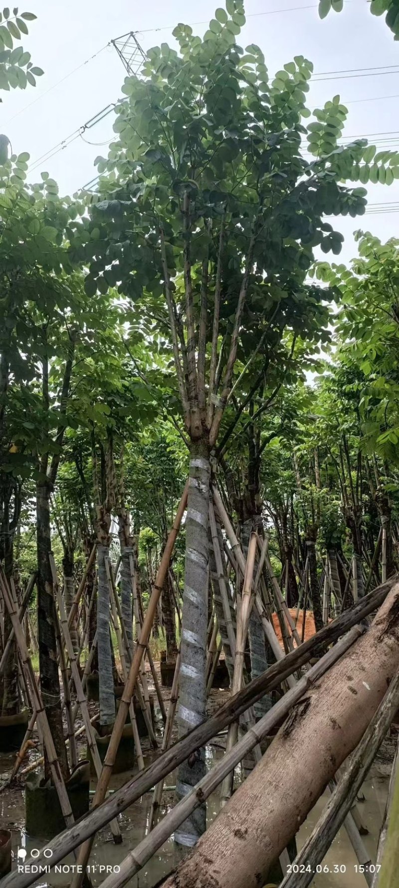 骨架大叶紫薇10～20公分产地直发规格齐全质量保证