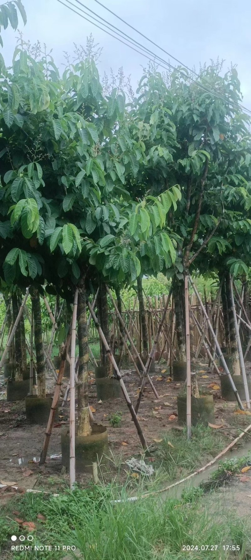 骨架大叶紫薇10～20公分产地直发规格齐全质量保证