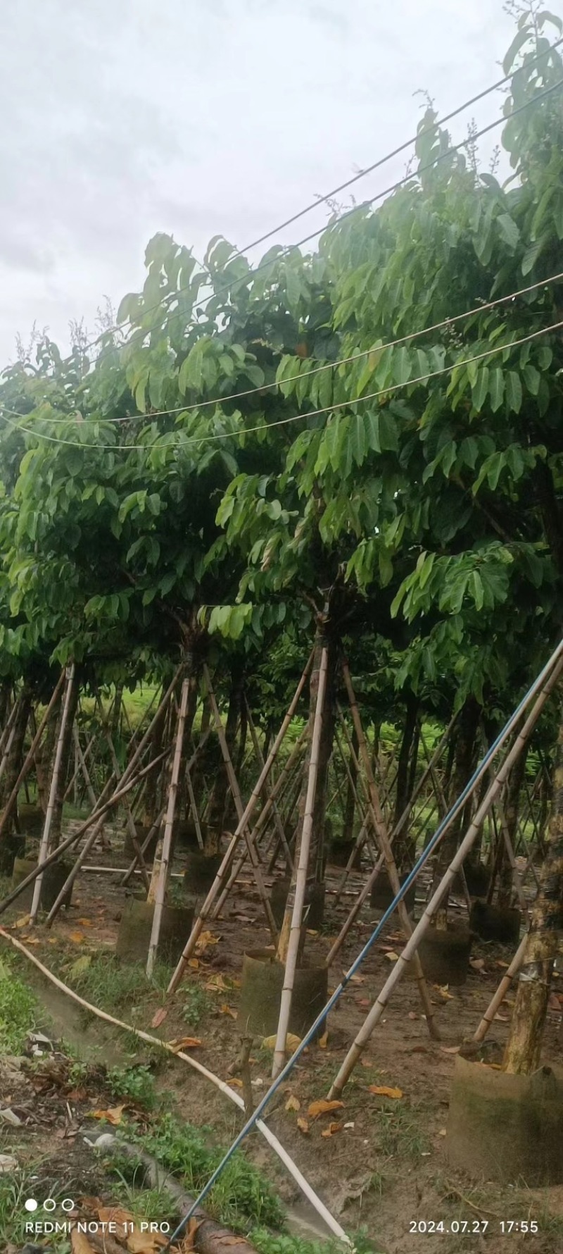 骨架大叶紫薇10～20公分产地直发规格齐全质量保证