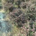 红花继木球50～1.5米产地直发规格齐全质量保证